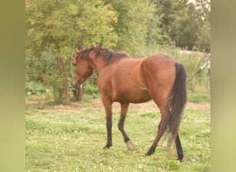 Mustang, Yegua, 3 años, 157 cm, Castaño