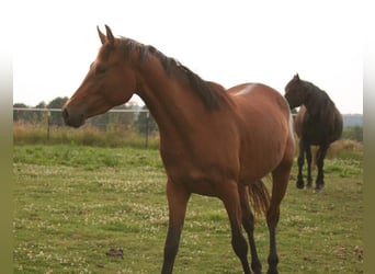 Mustang, Yegua, 3 años, 157 cm, Castaño