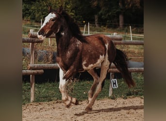 Mustang, Yegua, 4 años, 148 cm, Sabino