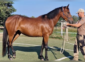 Mustang, Yegua, 4 años, 157 cm, Castaño