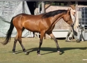 Mustang, Yegua, 4 años, 157 cm, Castaño