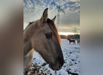 Mustang, Yegua, 4 años, 160 cm, Grullo