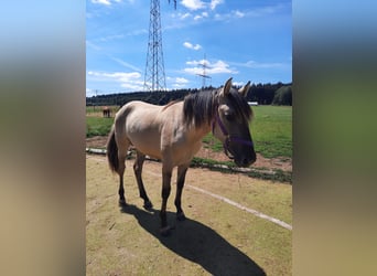 Mustang, Yegua, 4 años, 160 cm, Grullo