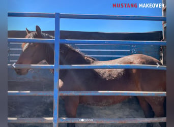 Mustang, Yegua, 4 años, Castaño