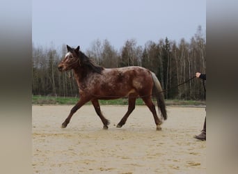 Mustang, Yegua, 5 años, 143 cm, Atigrado/Moteado