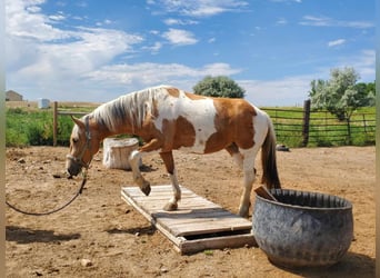 Mustang, Yegua, 5 años, 156 cm, Tovero-todas las-capas