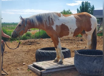 Mustang, Yegua, 5 años, 156 cm, Tovero-todas las-capas