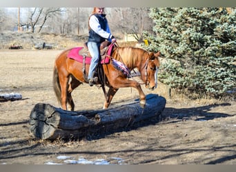 Mustang, Yegua, 6 años, 145 cm, Alazán rojizo