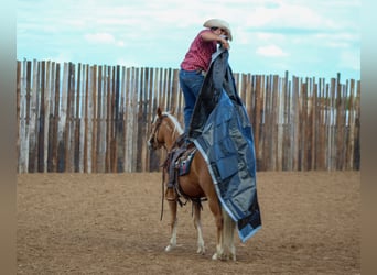 Mustang, Yegua, 6 años, 147 cm, Palomino