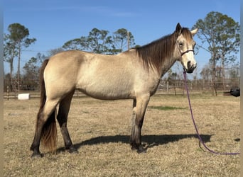 Mustang, Yegua, 6 años, 148 cm, Buckskin/Bayo