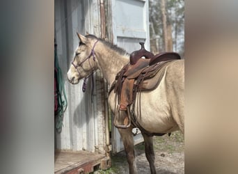 Mustang, Yegua, 6 años, 148 cm, Buckskin/Bayo
