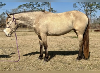 Mustang, Yegua, 6 años, 148 cm, Buckskin/Bayo