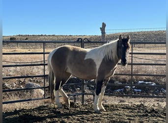 Mustang, Yegua, 6 años, 149 cm, Grullo