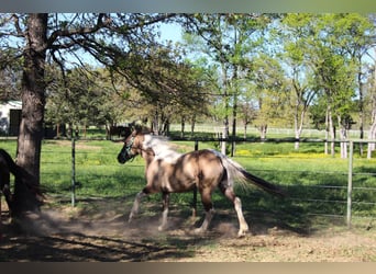 Mustang, Yegua, 6 años, 149 cm, Grullo