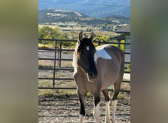 Mustang, Yegua, 6 años, 149 cm, Grullo