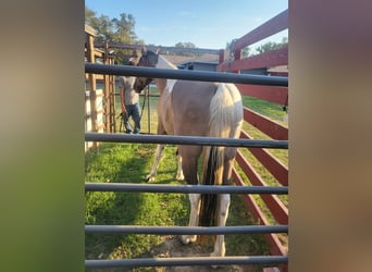 Mustang, Yegua, 6 años, 149 cm, Grullo