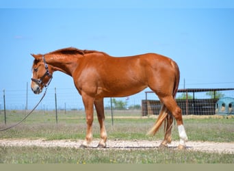 Mustang, Yegua, 6 años, 150 cm, Alazán-tostado