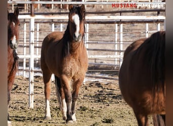 Mustang, Yegua, 6 años, 152 cm, Bayo