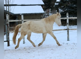 Mustang, Yegua, 6 años, 153 cm, Cremello