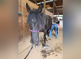 Mustang, Yegua, 6 años, 160 cm, Negro