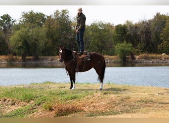 Mustang, Yegua, 6 años, Castaño rojizo