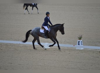 Mustang, Yegua, 6 años, Castaño-ruano