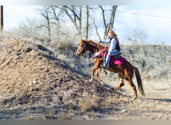 Mustang, Yegua, 7 años, 142 cm, Alazán rojizo