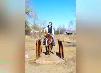 Mustang, Yegua, 7 años, 142 cm