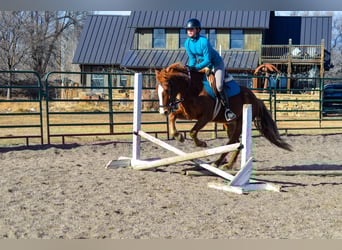 Mustang, Yegua, 7 años, 142 cm