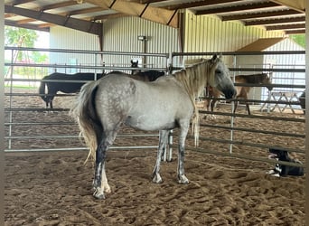 Mustang, Yegua, 8 años, 146 cm, Tordo rodado