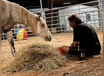 Mustang, Yegua, 8 años, 146 cm, Tordo rodado