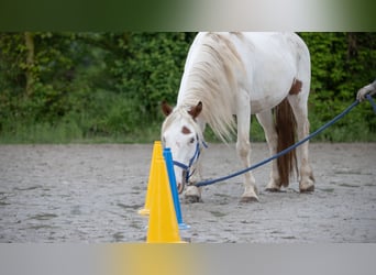 Mustang, Yegua, 9 años, 147 cm, Tovero-todas las-capas