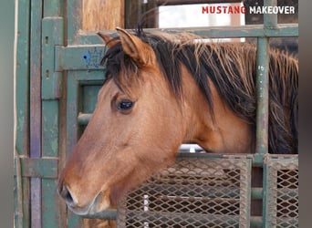 Mustang, Yegua, 9 años, 149 cm, Bayo