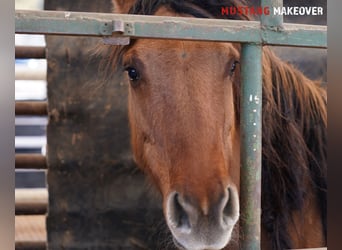 Mustang, Yegua, 9 años, 149 cm, Bayo