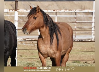 Mustang, Yegua, 9 años, 149 cm, Bayo