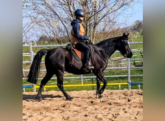 Mustang Mestizo, Yegua, 9 años, 150 cm, Negro