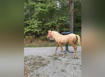 Mustang Mestizo, Yegua, Potro (01/2026), 150 cm, Palomino