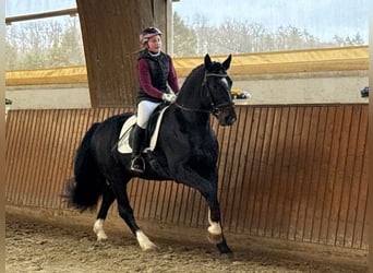 Heavy Warmblood, Stallion, 9 years