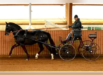 Heavy Warmblood, Stallion, 9 years