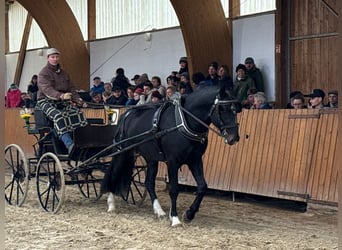 Schweres Warmblut, Hengst, 9 Jahre