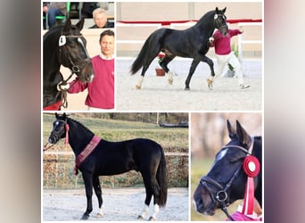 Warmblood pesado, Semental, 9 años