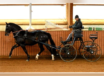 Warmblood pesado, Semental, 9 años