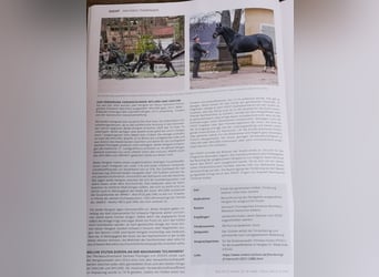 Zwaar warmbloed, Hengst, 9 Jaar