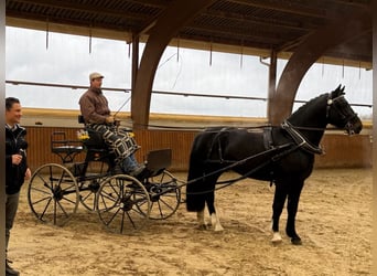 Zwaar warmbloed, Hengst, 9 Jaar