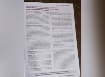 Zwaar warmbloed, Hengst, 9 Jaar