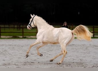 Meer warmbloeden, Hengst, 4 Jaar, 166 cm, Perlino