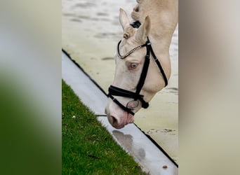 Meer warmbloeden, Hengst, 4 Jaar, 166 cm, Perlino