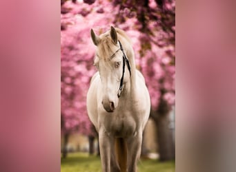 Meer warmbloeden, Hengst, 4 Jaar, 166 cm, Perlino