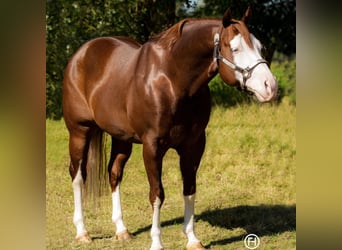 American Quarter Horse, Hengst, 14 Jahre, 148 cm, Fuchs