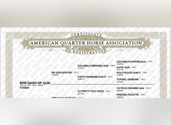 American Quarter Horse, Hengst, 13 Jahre, 148 cm, Fuchs
